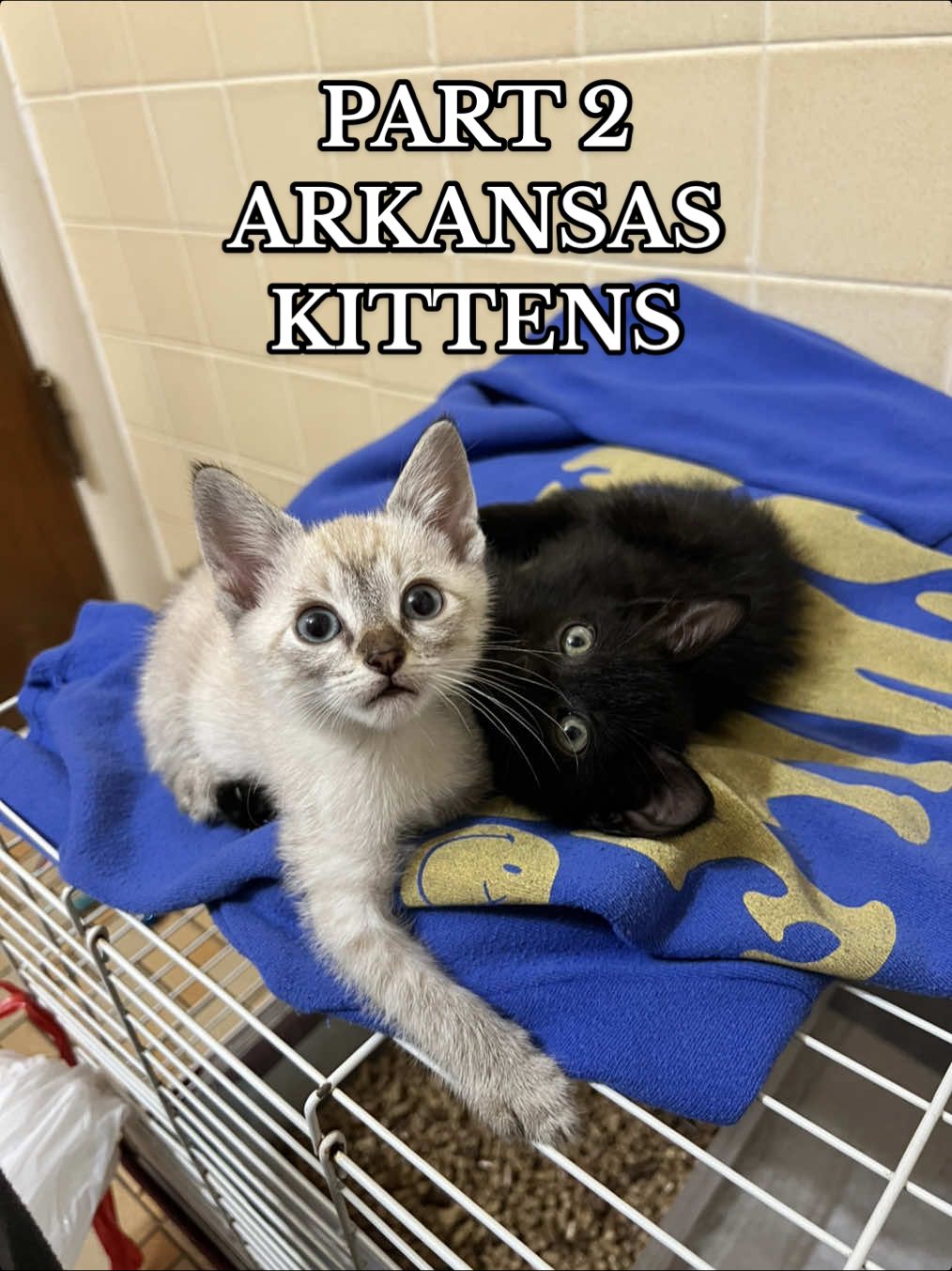 part 2 of arkansas kitten rescue story! they are both doing absolutely wonderfully and i am so in love w them. i still cannot believe how teeeeny tiny they are! they will be going back to oklahoma city with me on friday and will be up for adoption after they have been spayed and neutered and vaccinated in mid july.💕 follow my rescue account @madelyn • the rescue journal for more rescue stories! #rescuecat #adoptdontshop #kittens #feralkittensoftiktok #animaladvocate 