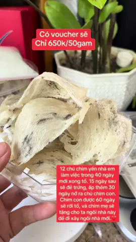 Chỉ 650k/50gam yến thô ít lông. Có voucher sẽ rẻ hơn.#Lotus #fyp #viral #xuhuongtiktok #xh #yến #yếnsào #yennguyenchat #yếnthô 