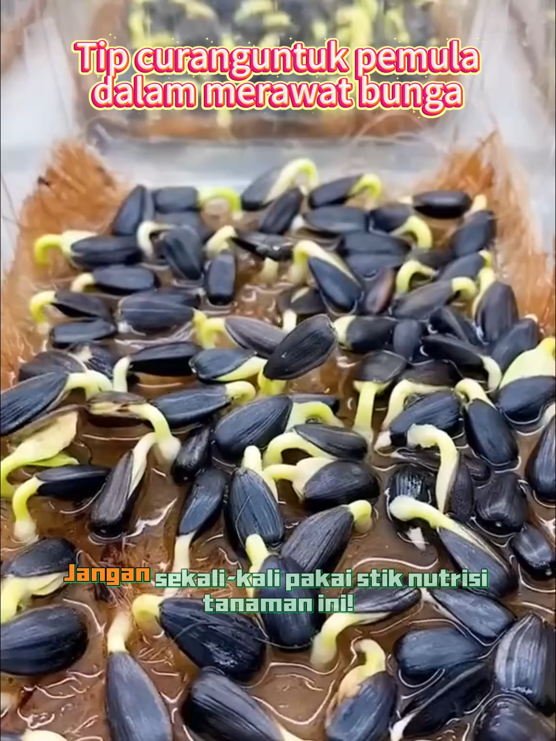 Slow Release Plant Nutrient Stick, Easy to Use, Fast and Practical, Plant Energy Stick, Prevents Yellowing Leaves, Promotes Vigorous Growth, Contains Nitrogen, Phosphorus, Potassium, and Trace Elements0618zjfG41#planttiktok🌱❤️ #savemoneyonfood #buahbuahan#ViralDiTikTok #Berkebun