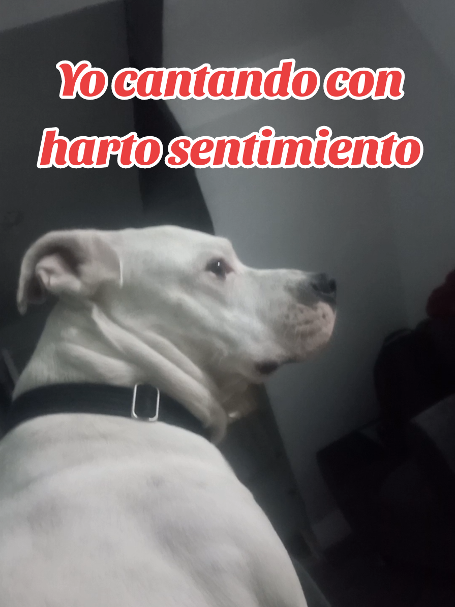 Yo cantando La de Natalia Lafourcade y creo q a alguien no le gusto #perrostiktokers #hastalaraiz #divertido #perrosdivertidos 