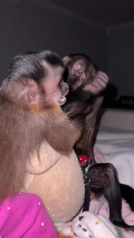 Bedtime wrestling😆 #oliverlincoln #willowkate #goodnight #capuchin #monkey #monkeysoftiktok 