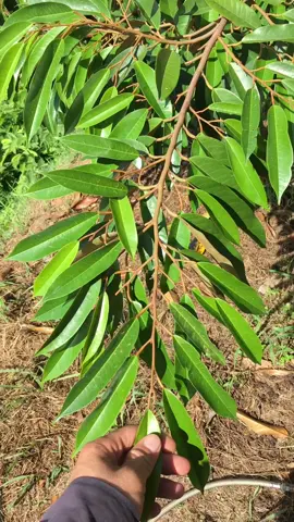Lá lụa rồi,làm cây mới thôi các bác!!!#79khanhson #xuhuong #saurieng 