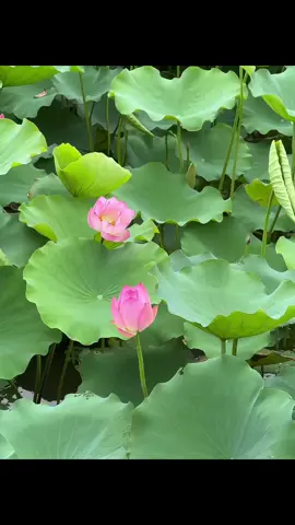 nếu có duyên, sẽ gặp lại. nếu không, xin cậu hãy sống thật vui, thật sâu, thật đẹp. có những cuộc đời chỉ cần một mình vẫn đủ ẩm. không ai đến, cậu vẫn có thể bật đèn lên mà sưởi ấm chính mình.🪷