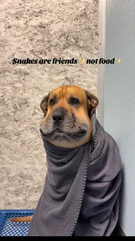 He’s definitely feeling a lot better now🥺 #vetmed #vettech #vettechtok #rattlesnake 