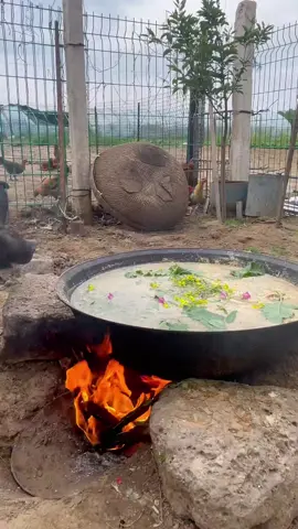 Ăn trưa thoai 🥴 ăn lẹ lẹ, nghỉ có 5p à 😂#petcute #dethuong #khoanhkhacdangyeu #heo #mukbang 