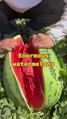 Come and witness the giant watermelon.#plants #watermelon #hugewatermelon #giantwatermelon #fruit #funny 
