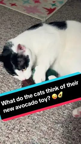 Just got my cats a new avocado toy. Let’s see if they like it 🫣🥑 #fyp #catsoftiktok #cats #pets #trending 