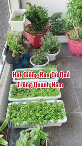 Hạt giống trồng cây rau củ quả quanh năm, nhiều loại hạt khác nhau, đều chắc mẩy, tỉ lệ nảy mầm cao …  #giadinhminhkhoi  #thuhaiphong  #trongcay  #hatgiong  #hatgiongrangdong  #gocbancongnhathu 