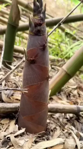 Nay cả nhà có lên rừng tìm măng hông nè