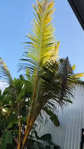 T500 BTL tetap menjadi andalan ya dulur😁😁 max suplay 55 VAC terjamin tenaga badaxxx siap diorder di Tholenjatiaudio store,monggo yang berminat bisa langsung hubungi saya juga🥳🥳 #soundsystem #amplifier #tholenjatiaudio 