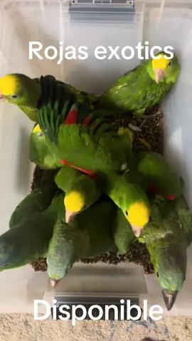 California#1500#double#yellow#heads#