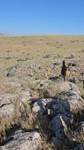 #tavşan #mountain #views ##viralvideo #keşfet #elbistanovası #natural #keşfetteyizzz #rabbit #rabbitsoftiktok #rabbits 