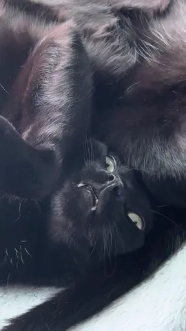My vote for most adorable cat of 2025 #fyp #blackcatsoftiktok #catslovers #cattok #catlife #viral #trending #adorablepets #cutecats #catsofinstagram 