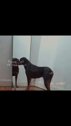 #perrostiktokers #adorableanimals 🐶