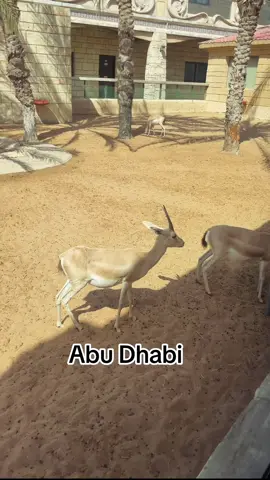 Emirates Park Zoo Abu Dhabi #foryoupage #foryou #reels #unfrezzmyaccount #pyfツ #julierajputdubai #trending #viral 