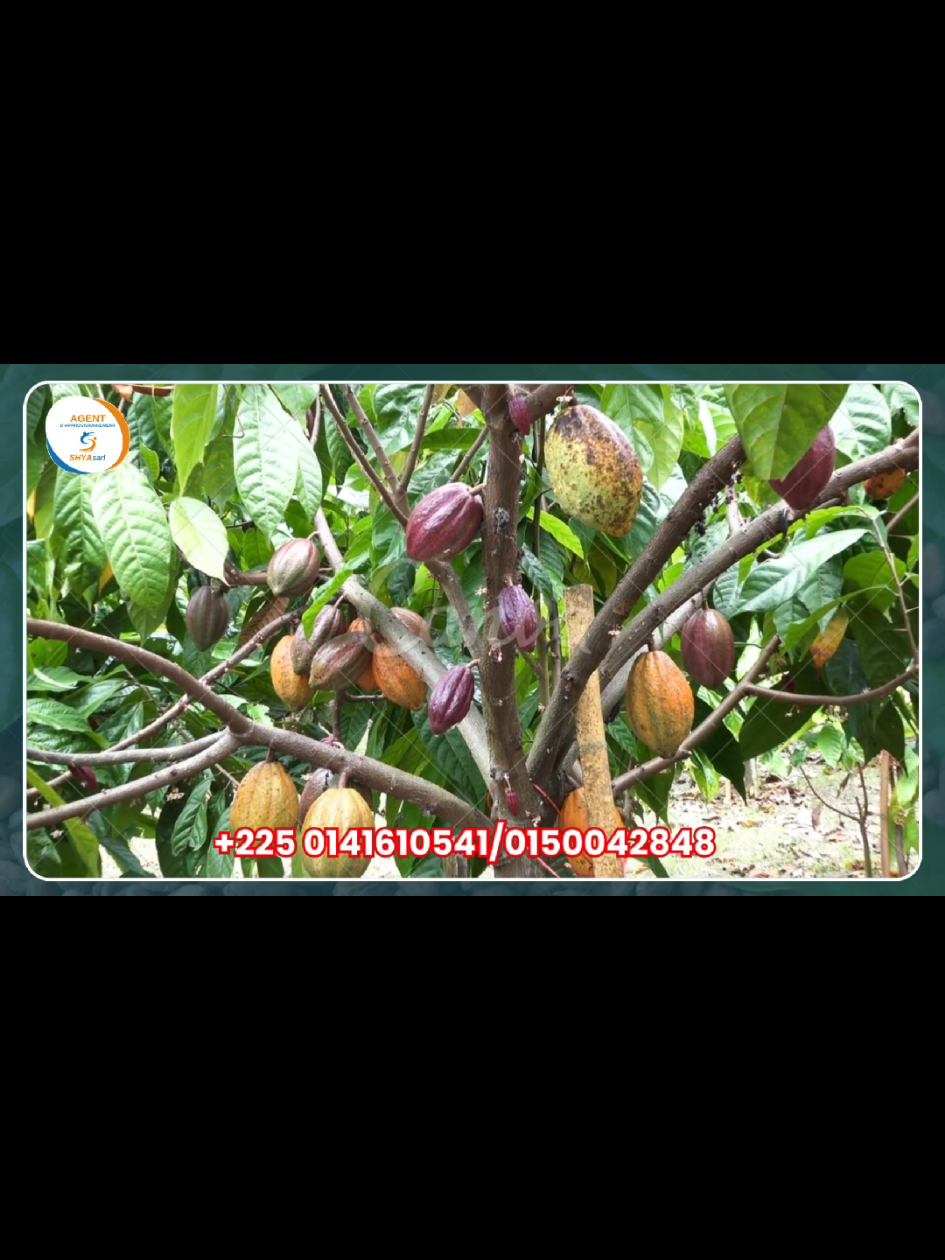 GRANDE NOUVEAUTÉ POUR LES PLANTEURS ! 🌱 La grande traite de cacao approche ! 👉 Tu veux pomper ton champ rapidement ? 👉 Marre de l’atomiseur lent et fatiguant ? 🔥 Voici le brumisateur agricole ! ✅ Pulvérise jusqu’à 50 mètres ✅ Léger, rapide et facile à utiliser ✅ Économise de l’eau, du produit et du temps ✅ Efficace sur cacao, café, anacarde, palmier... 💰 Prix : 300 000 FCFA 📦 Livraison partout en Côte d’Ivoire 📞 Commande maintenant !  0141610541 / 0150042848 👉 Ne reste pas en retard, équipe-toi vite pour entretenir ton champ ! #Brumisateur #PlanteursCI #GrandeTraite #Cacao #AgricultureCI #InnovationAgri  #cotedivoire🇨🇮 