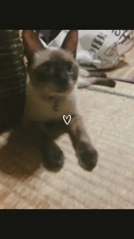 うちの子が最強天使 #ねこ #猫 #猫のいる暮らし  #猫動画 