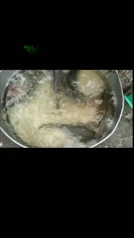 “Phóng sinh không đúng, công đức mất sạch! Sự thật ai cũng nên biết”