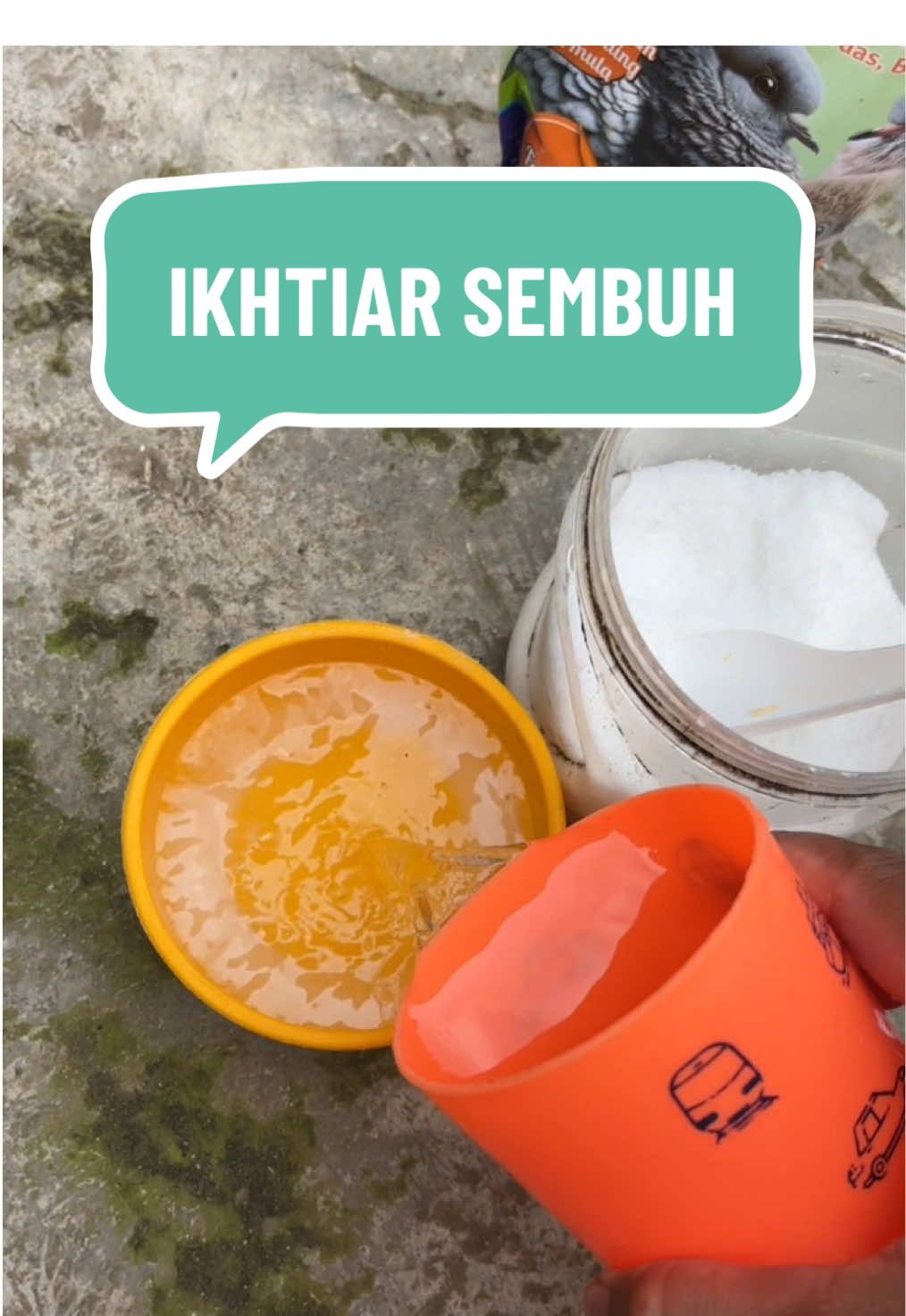 Merpati jayabaya vs robinhood #merpati #merpatilovers #merpatikolong #merpatikolongbebas #merpatiku #merpatikaula #merpatiindonesia #merpatiputih #merpatikolongmeja #pmti #merpatikolongjogja #merpatikenwood #pmtiindonesia 