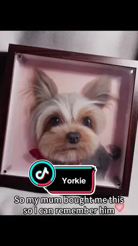 I miss you too… 🐶❤️‍🩹#yorkie #petportrait #petmemorial #gift #custompetart #dogsoftiktok #PetsOfTikTok #customportrait #silvervanrouge 