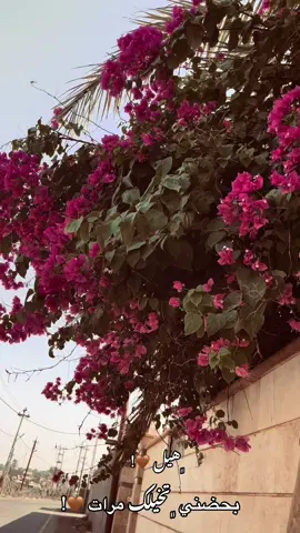 اقرب شفتي يم شفتك 🤎!#تصويري📸 #تصوير #اكسبلور #explore #fyp #الانبار 