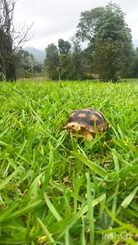 Zoommmm……..🏎 💨  #tortoise #turtle #sulcata #reptile #sulcatatortoise #reptiles #tortoises #cutepets #kurakura #tortoiselife #funnyanimals #kurakuradarat #turtles #tortoiselove #pet #tortoiselover #pardalis #funnypets #funny #cuteness #toocute #funnyvideos #pets #animals #torto #Love #zoom #sulcatalover #vroom #lol 