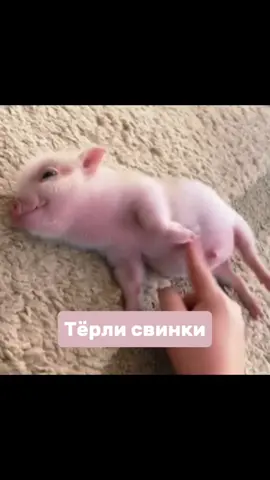 Уж такие душечки после баньки, хрюшечки! #рек #хрюшки #минипиг #душечки #рекомендации #fup #fupシ #свинки #свинка #банька #баня #розовые 