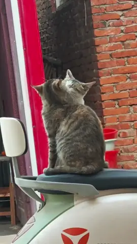 The love of the cat has arrived!#usaus #funny #funnyvideos #petlover #foryou #kitten #cutebaby #cat #catsoftiktok 