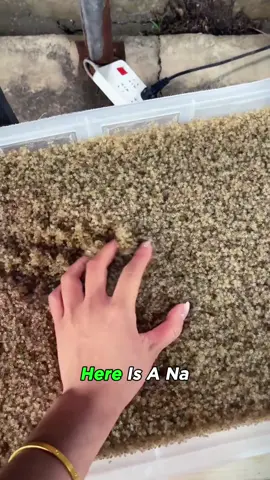 These River Crabs Protect Rice Fields 🌾🍚 #rice #crabs #farmer