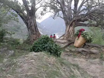 #creatorsearchinsights #villagelife #peacemitrapainting #govirel #traddingvideo #foryou #fyp #