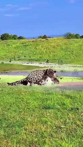 Jaguar hunting skills #wildlife #animals #fyp 