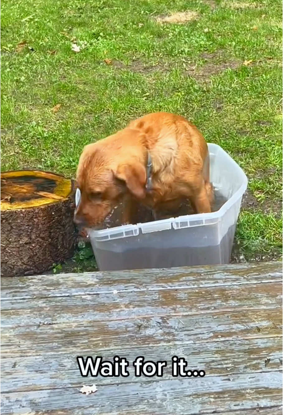 Dog zoomies🐶🤣#dog#funny#funnyanimals#funnypets#animals #dogsofttiktok #pet #foryou #longervideos
