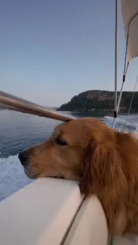 You look so pretty, pretty like the sun 🌅 #dogcore #dogssupportdogs #legolasthegolden1 #blackfriday #goldenretriever #sea #foru #777 