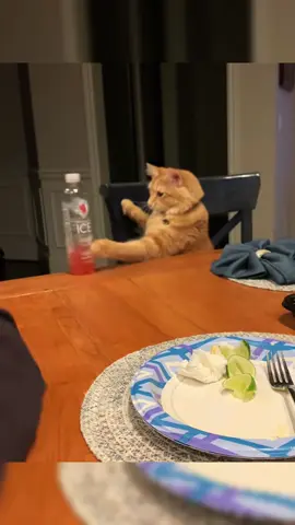 I mean whats the obsession with knocking cups over 🤷🏼‍♀🙄? #fyp #foryoupage #fypシ #cat #cats #catsoftiktok #catsknockingthingsdown #funnypets #funnycats #k18results #fy #viral