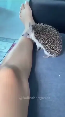 Funny Hedgehogs #pet #fyp #hedgehog #funny #funnyvideos #funnypet 