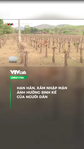 Hạn hán, xâm nhập ảnh hưởng tới kinh tế của người dân #vtvcabdigital #digital #news