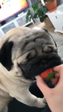 Enjoying a big juicy strawberry 🍓 #pug #pugsoftiktok #dog #dogsoftiktok #dogasmr #PetsOfTikTok #asmr #asmrsounds #strawberry #nestorithepug 