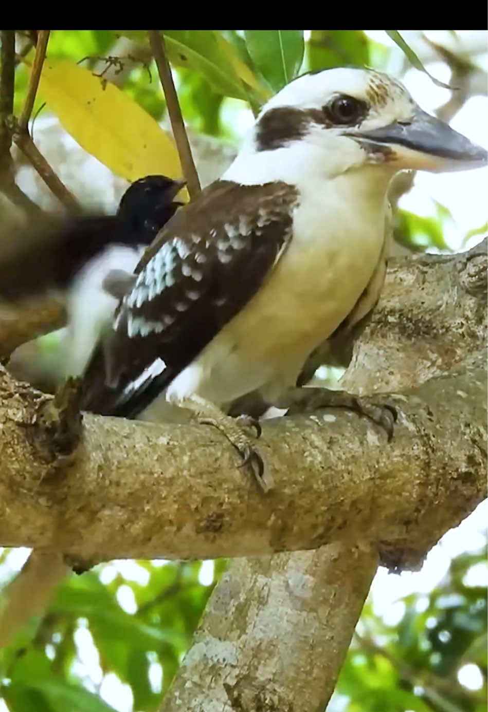 Is this bird found in your hometown? #kookaburra #amazinganimals #fyp 