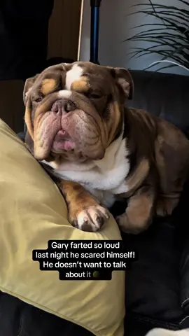 The way he tried to lift his paw 🥹#gary #garythebulldog #garythebulldog2 #bulldog #englishbulldogs #englishbulldog #funnytiktokvideos #dogs #fart #tired #sideeye #britishbulldog 