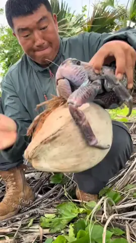 Hewan kelomang atau umang-umang ternyata bisa dimakan  #kelomang #umangumang #fyp 