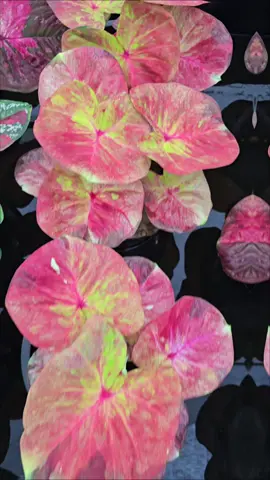 #pomcitycaladium #caladium彩芋叶 #caladiumthai