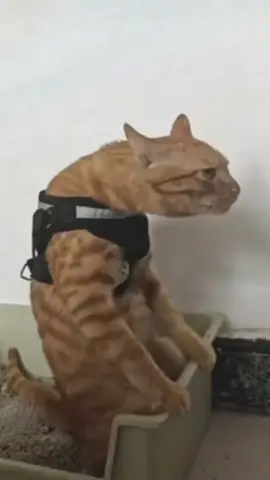 Lần đầu đeo đai chống gù lưng: #xuhuong #meme #Cat #fyp 