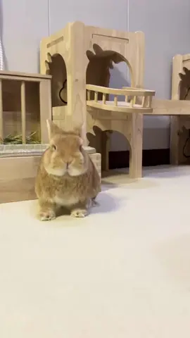 #douyin #fpy #catcute #cuterabbit #china #cute #😂 #fpyシ #rabbits #lol #cat 