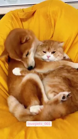 Happy Together.#cats #cutecats #foryou #funnytiktok #funnyvideos #usa #funnyanimals #fypシ #cute #funnycat #catlover #funnypets #viral #funny 
