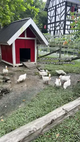 #fyp #beranda #fypage 