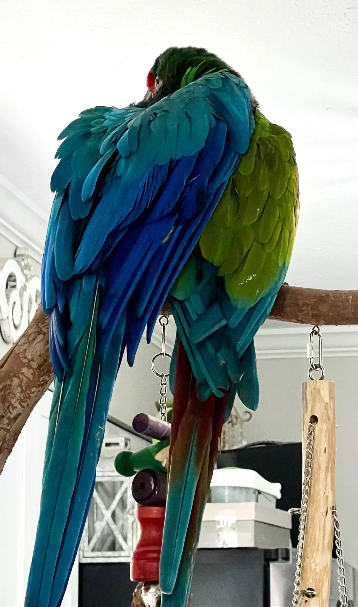 PiggyLou and Blaze are a bonded pair.  I catch them with their wings around each other quite often 🥰❤️#fyp #foryou #parrotsoftiktok #macawsoftiktok #blueandgoldmacaw #militarymacaw 