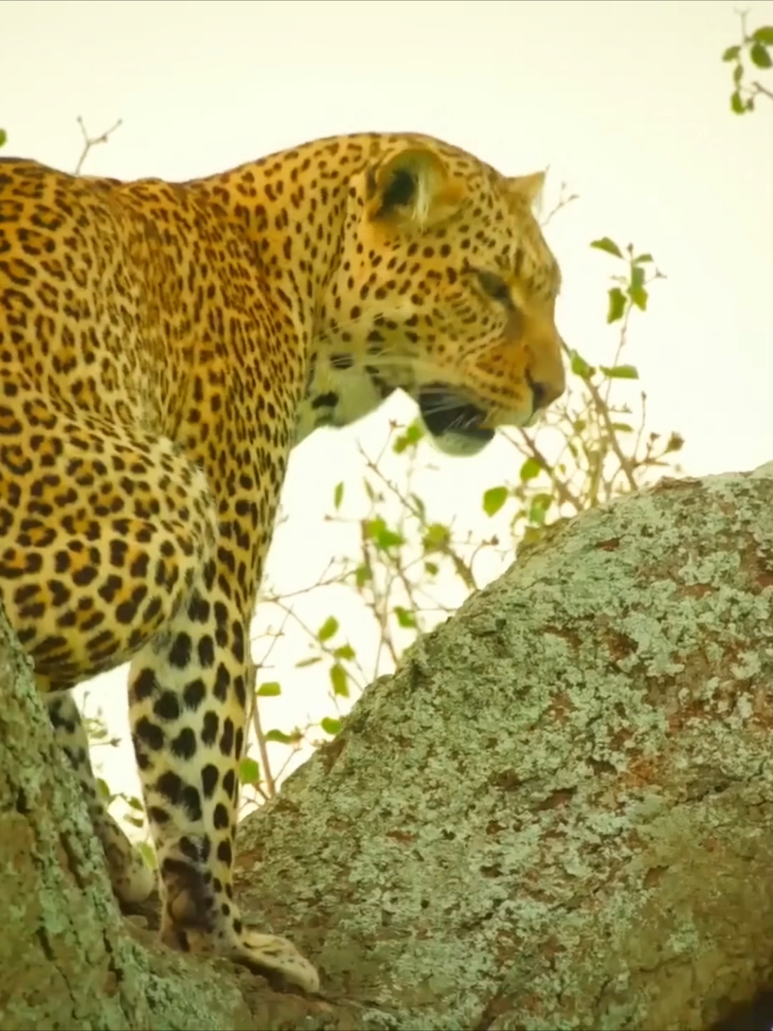 Nothing went as planned#wildanimals #animallifestyle #nature #foryoupagе 