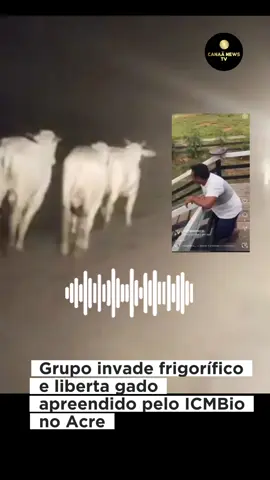 🚨 INVASÃO E ROUBO DE GADO APREENDIDO EM BRASILEIA (AC) Na madrugada desta terça-feira (17), cerca de 137 cabeças de gado foram libertadas por um grupo ainda não identificado que invadiu o frigorífico da empresa Norte Carnes, no município de Brasileia, no Acre. Os animais estavam sob custódia judicial após serem apreendidos pelo ICMBio durante a Operação Suçuarana, que combate a criação ilegal de gado na Reserva Extrativista Chico Mendes. Segundo o ICMBio, o rebanho seria encaminhado para abate por ordem da Justiça Federal, como forma de inutilizar estruturas usadas em atividades ilegais. 👉 O frigorífico, que recebeu os animais sob ordem judicial, afirmou em nota que foi surpreendido com a chegada do gado, que passou a gerar ameaças contra seus funcionários. O gerente da empresa desabafou: 🗣️ “Arrombaram o cadeado e levaram os bois. Você acha que eu queria estar matando esse gado aqui, meu irmão? Nós estamos sendo obrigados.” A empresa declarou que não irá mais abater gado da operação e pediu que o órgão responsável faça a retirada dos animais que ainda estão no curral. 📍 A situação segue sendo investigada. 📌 Fonte: @ac24horas #CanaaNewsTV #Acre #Brasileia #ReservaChicoMendes #ICMBio #OperaçãoSuçuarana #RouboDeGado #NotíciaUrgente