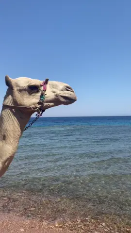 الروقان يتحدث ال٣بولز#دهب #خالد٧٧٧ #كتيبه777 #مداهم #مداهم٧٧٧ #لايك__explore___ #onthisday #vipes #dahb 