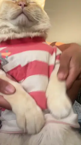 #bts #@hobipower  #catsoftiktok 